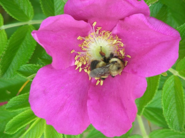 A beach rose with a visiting bumblebee.