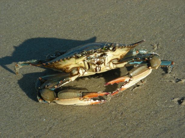 Blue shell crab.